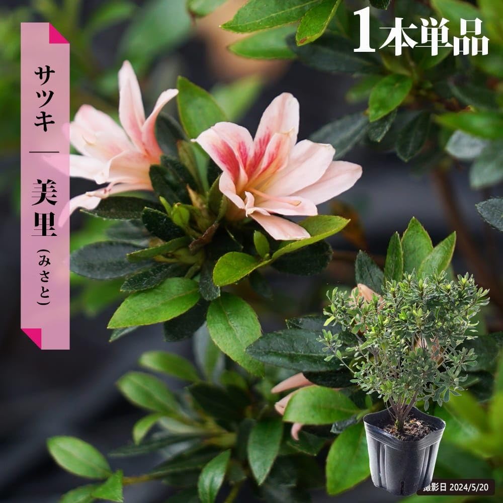 さつきページです Amazon.co.jp: さつき 苗 【美里/みさと】 4号ポット苗 : DIY・工具
